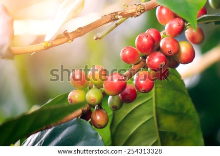 Coffee beans ripe on tree