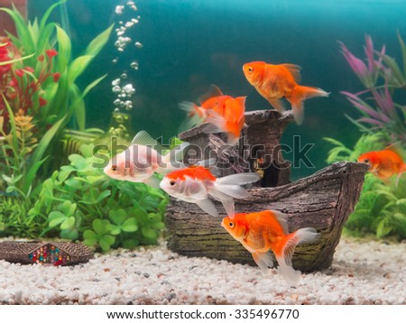Goldfish in freshwater aquarium with green beautiful planted tropical