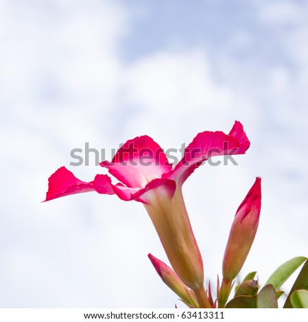 Beautiful pink flower  and sky and cloud