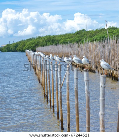 Seagull sit on bamboo wood stake