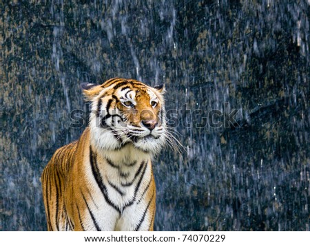 Tiger standing on the rock near the waterfall