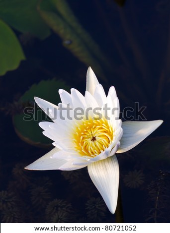 white water lily in the dark lake