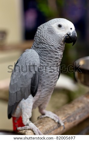 African gray parrot and white face