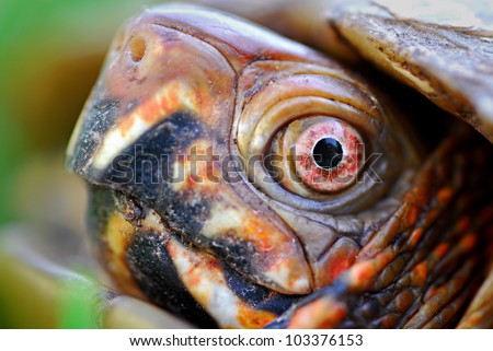 Extreme close up of Three-toed box turtle face and eyes (Terrapene carolina triunguis)