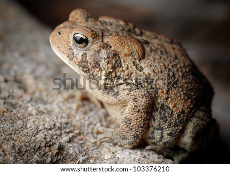 Close-up of American Toad on rock (Bufo americanus)
