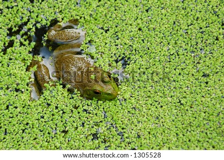 Bullfrog Sitting in Green Water (room for text)
