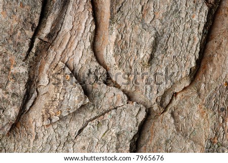 Well camouflaged moth on tree bark