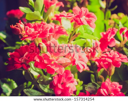 Kalanchoe Flower tropical succulent plant ornamental houseplant