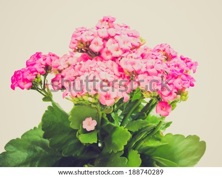 Vintage looking Kalanchoe Flower tropical succulent plant ornamental houseplant - isolated over white background