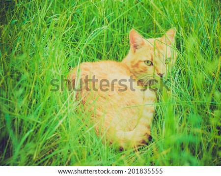 Vintage looking A tabby cat asleep amidst the grass in a meadow