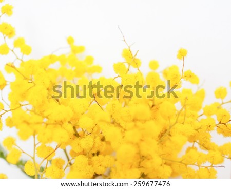 Yellow Mimosa flowers of Acacia dealbata plant aka silver wattle, blue wattle flower plant