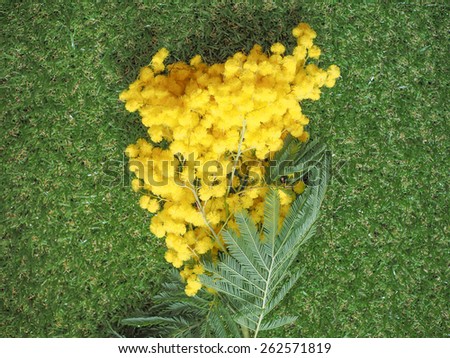 Yellow Mimosa flowers of Acacia dealbata plant aka silver wattle, blue wattle flower