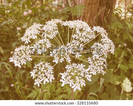 Vintage looking White Ligusticum scoticum aka Scots lovage or Scottish licorice root flowers