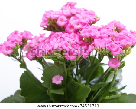 Kalanchoe Flower tropical succulent plant ornamental houseplant - isolated over white background