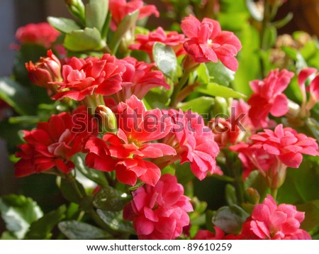 Kalanchoe Flower tropical succulent plant ornamental houseplant