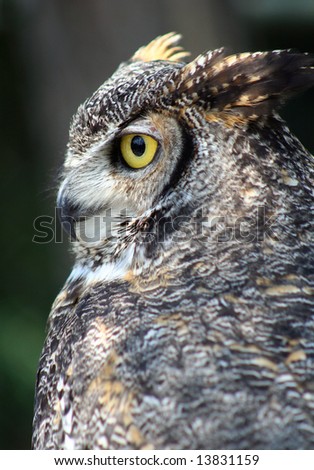 Great Horned Owl\'s beautiful plumage