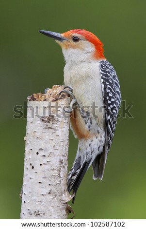 Red-bellied Woodpecker on a White Birch Stump