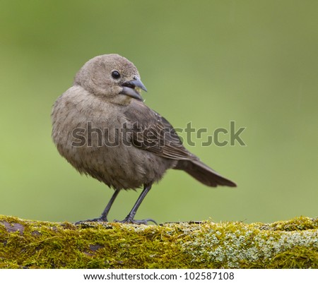 Brown Headed Cowbird with Head Turned and Beak Open, on Mossy Log