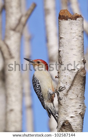 Red-bellied Woodpecker in a Forest of White Birch Trees