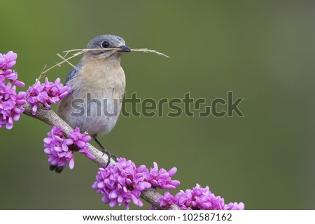 Female Eastern Bluebird with Nesting Material on Flowering Eastern Redbud Branch