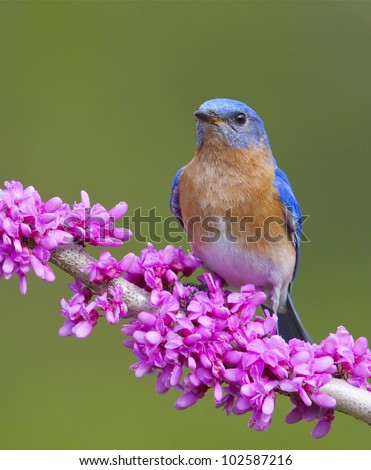 Eastern Bluebird on Flowering Eastern Redbud Branch