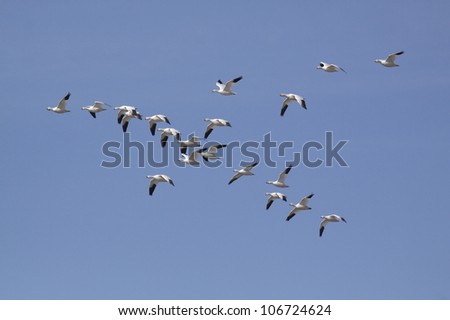 Ross\'s Geese in flight formation against a clear blue sky, in northern California