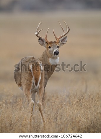 Whitetail Buck Deer, turning back to face camera
