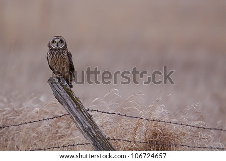 Short-eared owl on barb-wire fence post in prairie farmland habitat