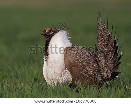 Greater Sage Grouse in wheat / agricultural field