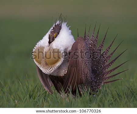 Greater Sage Grouse performing mating display with air sacs expanded