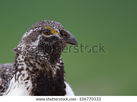 Greater Sage Grouse portrait / head shot on clean green background