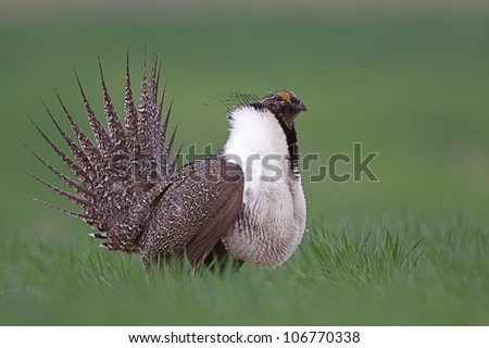 Greater Sage Grouse, mating display posture, in wheat field