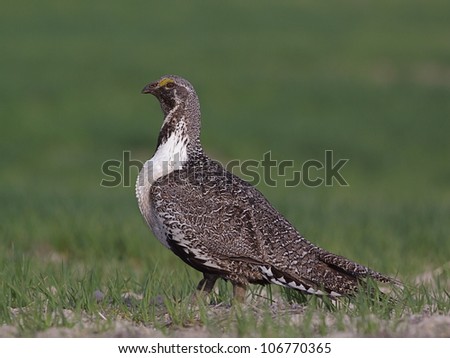 Greater Sage Grouse standing alert (not displaying)