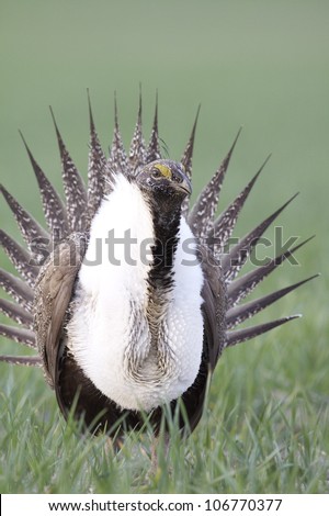 Greater Sage Grouse frontal view, displaying with tail fanned out