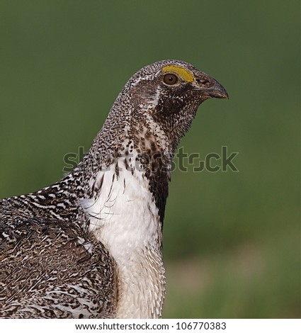 Greater Sage Grouse close-up portrait with green background