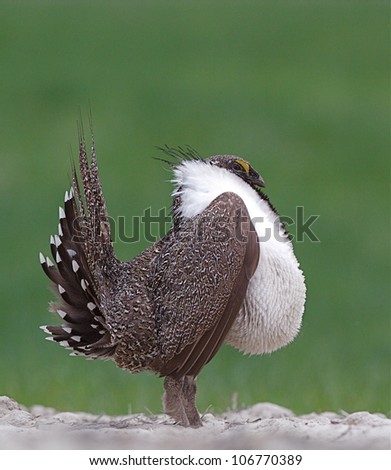 Greater Sage Grouse standing erect in full display, profile view