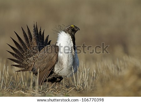 Greater Sage Grouse performing mating display on a lek