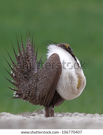 Greater Sage Grouse standing erect during mating display, slight head turn toward camera