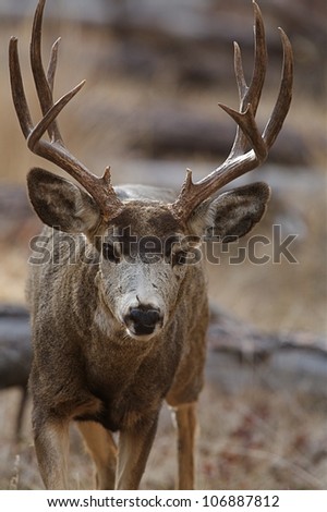 Mule Deer Buck \