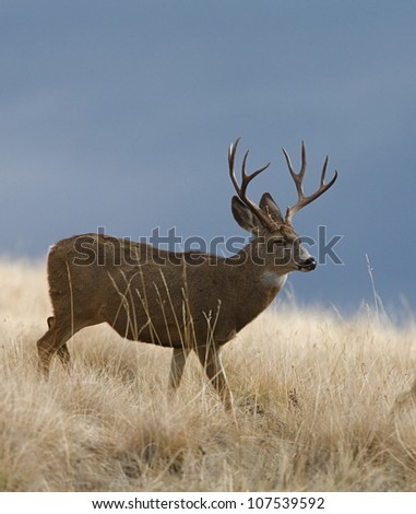 Mule Deer Buck in a prairie, with cool blue sky