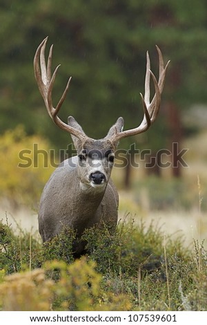 Mule Deer Buck with huge antlers, close-up frontal portrait