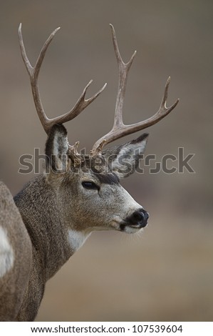 Mule Deer Buck Close-up Portrait with brown background