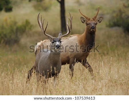 Huge Trophy Mule Deer Buck with young bull Elk in background