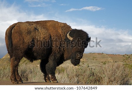 Large Bull Bison, head turned toward camera, close-up