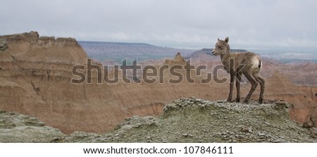 Sleepy-eyed Bighorn Lamb with a grand view of the Badlands, panoramic image