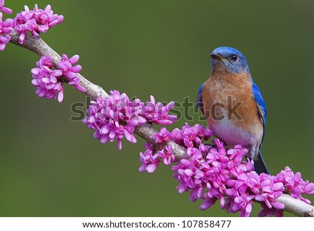 Eastern Bluebird on Flowering Eastern Redbud Branch, horizontal format