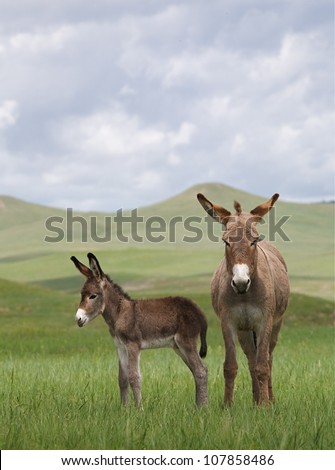 Wild Burros, mother and baby in the Black Hills region of South Dakota