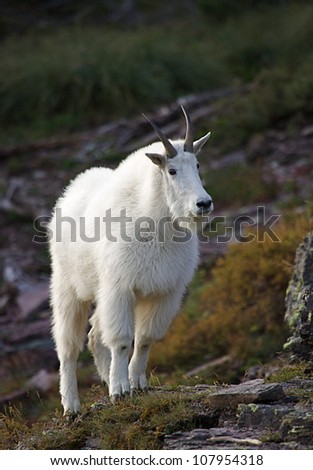 Mountain Goat in rocky alpine habitat, with interesting side-lighting
