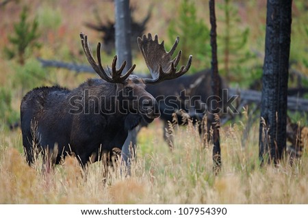 Big Bull Moose with another Moose in background, Yellowstone National Park
