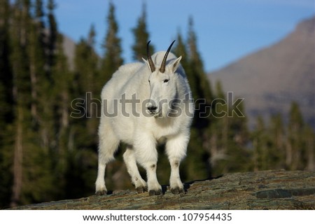 Mountain Goat on Rocks, with subalpine evergreen forest in background